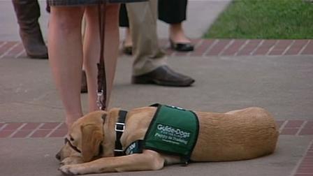guide dog