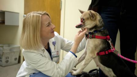 Veterinary medical student Heather Kennedy gets a greeting from Kabang the dog during her intake exam at the William R. Pritchard Veterinary Medical Teaching Hospital at UC Davis, on Thursday, October 11, 2012.