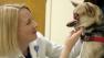 Veterinary medical student Heather Kennedy gets a greeting from Kabang the dog during her intake exam at the William R. Pritchard Veterinary Medical Teaching Hospital at UC Davis, on Thursday, October 11, 2012.