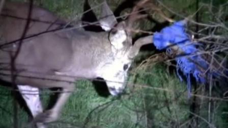 Buck stuck in barbed wire fence