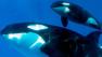 Mom and new baby whale at SeaWorld in San Diego