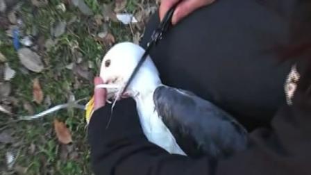Gull with ribbon around its neck is rescued