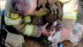 Some firefighters in Sacramento are being called heroes after they used CPR to revive two dogs nearly killed in a fire.