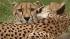 Fatal lion mauling stirs safety protocol debate :: Cheetahs at Santa Rosa wildlife preserve Safari West.