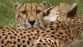 Cheetahs at Santa Rosa wildlife preserve Safari West.