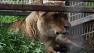 Dale Anderson, owner and founder of Cat Haven, a wild cat park near Dunlap, Calif., talks with a female lion