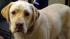 Animals found at Monterey hoarders home
