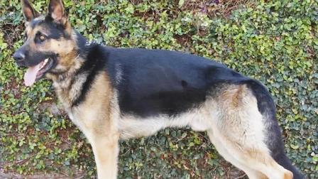Bear, a German shepherd, has done a lot of good for a lot of people as a therapy dog for combat veterans and their families.