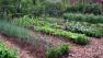 An outdoor vegetable garden.