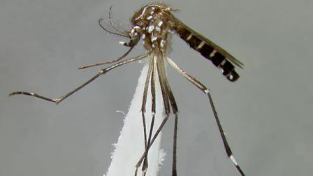 This undated handout photo provided by the Consortium for the Barcode of Life shows Aedes aegypti and albopictus