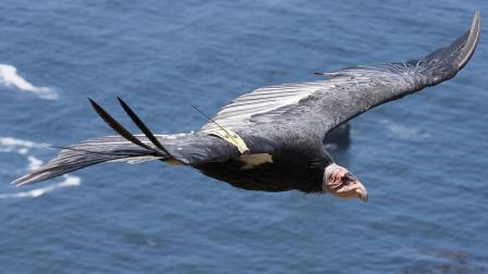 This July 21, 2012, photo released by the Ventana Wildlife Society shows a condor in flight in Big Sur, Calif. (AP Photo/Ventana Wildlife Society, Tim Huntington)