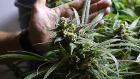 Brent Miller poses for a photo with marijuana plants ready to harvest in one of the grow rooms of his medical marijuana grow operation, Thursday, May 16, 2013