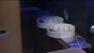 3-D printer named Dreambox.