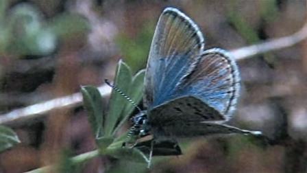 Biologists say the number of new Mission Blue butterflies has increased significantly.