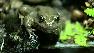 The mountain yellow-legged frog is found mainly in the waters of Kings Canyon and Yosemite National parks.