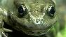 The mountain yellow-legged frog is found mainly in the waters of Kings Canyon and Yosemite National parks.