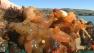 A new study shows there are invasive species choking our waterways in Northern California