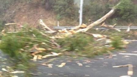 Tree blocks lanes of Hwy 101 in Sausalito (Photo courtesy of @sanphrancisco on Twitter)