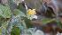 Frosty plants in Gilroy