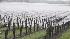 flooded vineyard, Santa Rosa