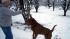 A dog plays in the snow. The Bay area got snow...