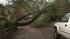 Stormy weather knocks out power, downs trees