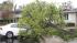 Tree that fell on car in Pleasanton, March 24,...