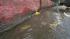 Ross Valley dries out after storm :: The weather remained threatening, but dry through most of Friday in Marin Countys Ross Valley.
