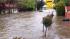 Flooding in Capitola (Submitted by Michael Lee)