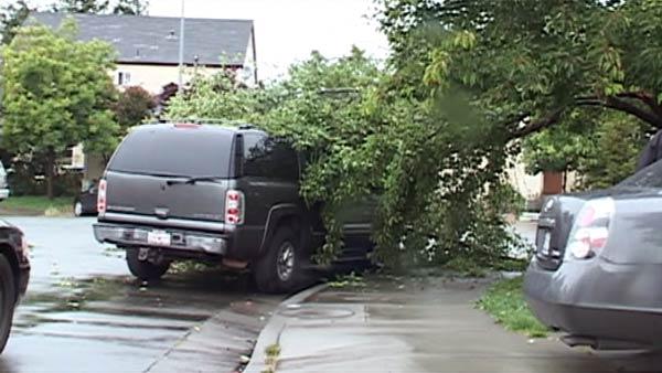 A tree toppled onto a Chevy Suburban in Santa Rosa.