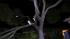 Camphor Tree - Palomares Hills, Castro Valley....