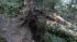 Three trees came crashing down on a house in...
