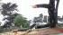 80-foot Monterey pine tree blocks traffic on...