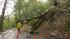 An old oak tree was uprooted and fell across Happy Valley Road in Lafayette.