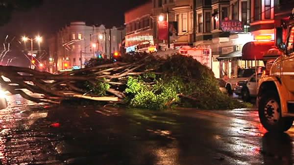 Tree falls in North Beach