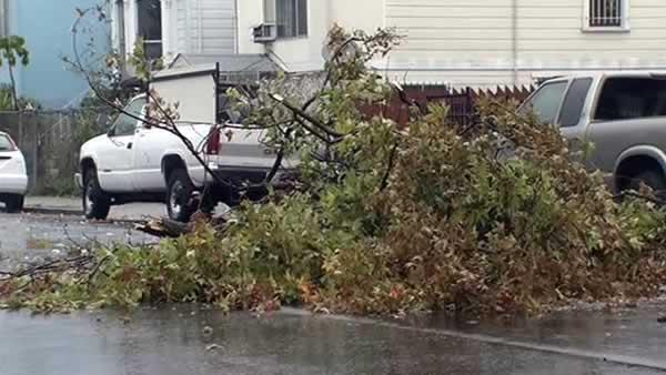 Tree down after storm in Oakland