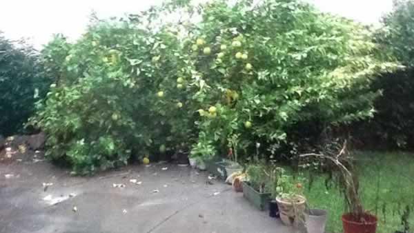 Storm uproots lemon tree