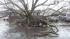 Storm-toppled tree