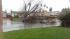 Storm-toppled tree