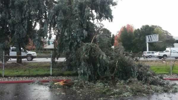 Tree down along Highway 101