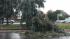 Tree down along Highway 101