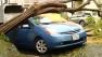 Storm-toppled tree crushes car in San Francisco