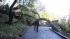 Tree down in Fairfax