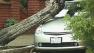 Huge tree crashes onto a Prius in San Franciscos Richmond District.