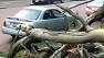Saturated grounds topple trees in SF