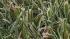 Frosty temperatures felt across Bay Area :: Frosty temperatures felt across Bay Area