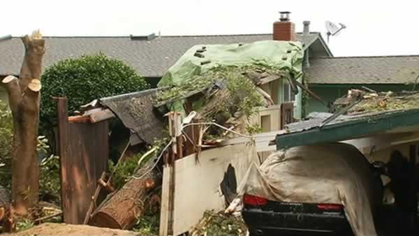 Storm-toppled tree crushes carport and cars in Inverness.