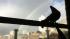 Pet pigeon watching rainbow over Russian Hill in...