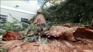 Fallen tree in San Mateo