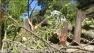 Fallen trees in Orinda.